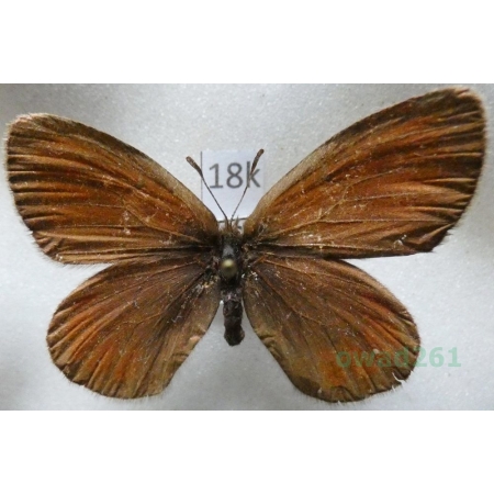 Erebia meta Staudinger, 1886 Kyrgyzstan18k